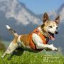 Curli Vest Harness Air-Mesh Dog Harness Pet Vest No-Pull Step-in Harness with Padded Vest Curli Vest Harness Air-Mesh Dog Harness Pet Vest No-Pull Step-in Harness with Padded Vest