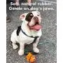 Bulldog - Squeaky Dog Toy - Soft, Natural Rubber (Latex) - for Puppies, Small Dogs & Medium Dogs - Indoor Play - Complies with Same Safety Standards as Childrens Toys Bulldog - Squeaky Dog Toy - Soft, Natural Rubber (Latex) - for Puppies, Small Dogs & Medium Dogs - Indoor Play - Complies with Same Safety Standards as Childrens Toys