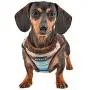 Puppia Crayon Harness B, Medium, Brown Puppia Crayon Harness B, Medium, Brown