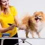 Dog Clippers, Cordless Cat and Small Dogs Clipper, Low Noise Electric Pet Trimmer, Dog Grooming Clippers for Trimming The Hair Around Paws, Eyes, Ears, Face, Rump Dog Clippers, Cordless Cat and Small Dogs Clipper, Low Noise Electric Pet Trimmer, Dog Grooming Clippers for Trimming The Hair Around Paws, Eyes, Ears, Face, Rump