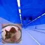 DONGKER Cat Tunnel, Cat Tube Foldable Rabbit Tunnel Toys Pet Tubes with Balls for Cat, Puppy, Rabbit etc DONGKER Cat Tunnel, Cat Tube Foldable Rabbit Tunnel Toys Pet Tubes with Balls for Cat, Puppy, Rabbit etc