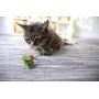 Petlinks All Natural Compressed Catnip Cat Toys