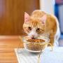 Legendog Cat Bowls Glass, Raised Cat Food Bowl Cat Bowls Elevated, Slow Feeder Cat Bowl to Stress Relief of Whisker Fatigue, Dishwasher Safe
