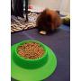 STAYbowl Tip-Proof Bowl for Guinea Pigs and Other Small Pets - Spring Green - Large 3/4 Cup Size New