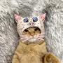 Demon Slayer Cat Costume Cosplay Mask Hashibira Inosuke Pet Accessories Cat Toys