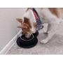 Roysili Double Dog Bowl Pet Feeding Station, Stainless Steel Water and Food Bowls with Non Skid Non Spill Silicone Mat, Premium Quality Dog Bowl Holder for Mini Small Medium Dogs Cats Puppy