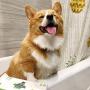 Pogis Grooming Wipes & Training Pads Bundle