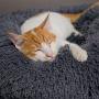 SAVFOX Long Plush Comfy Calming & Self-Warming Bed for Cat & Dog, Anti Anxiety, Furry, Soothing, Fluffy, Washable, Abbyspace, Marshmellow Pet Donut Bed