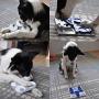 Pawesome puzzle Grabnflip Dog Interactive Toy