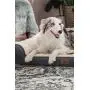 Bedsure Orthopedic Pet Sofa Beds for Small, Medium, Large Dogs & Cats - 42''x32''x7'' Extra Large Dog Beds, Grey - Memory Foam Couch Dog Bed with Removable Washable Cover - Bolster Dog Beds Bedsure Orthopedic Pet Sofa Beds for Small, Medium, Large Dogs & Cats - 42''x32''x7'' Extra Large Dog Beds, Grey - Memory Foam Couch Dog Bed with Removable Washable Cover - Bolster Dog Beds