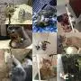 Kuntrona Cat Mouse Toy Interactive Pet Toy Feather Wand Toy Cats Kitten Playing
