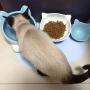 Xihouxian Cat Water Bowl Send Pad Cleaning Convenient Cat Bowl Ceramic Bowl Cat Food Set Rice Bowl C40