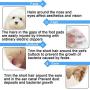 Lattook Dog Grooming Scissors Kit, Professional Curved, Thinning, Straight Sharp Shears with Comb for Small or Large Dogs, Cats or Other Pets