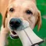 Tough Dog Toys for Aggressive Chewers,Dog Chew Toys,Dog Tug Toy,Firehose Dog Toys,Interactive Dog Toys for Large Dogs,Dog Squeaky Toys with Strong Cotton Rope Handle,Pet Toys for Small Dog Toys Pack 2 Tough Dog Toys for Aggressive Chewers,Dog Chew Toys,Dog Tug Toy,Firehose Dog Toys,Interactive Dog Toys for Large Dogs,Dog Squeaky Toys with Strong Cotton Rope Handle,Pet Toys for Small Dog Toys Pack 2