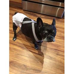 Mozzie Pants Dog Suspenders, Dog Diapers and Belly Bands.