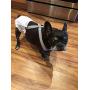 Mozzie Pants Dog Suspenders, Dog Diapers and Belly Bands.