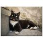 Triple Blank Wall Plate Cover - Gato Cat Animal Kitty Cute Feline Pet Meow