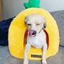 NANDOG Insta Fun Specialty Dog and Cat Bed Collection