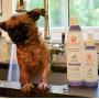 Aroma Paws Dog Shampoo – Cleansing Wash, Conditioning, Moisturizing – Toxin Free, Healthy Ingredients – Aromatic Grooming Puppy Shampoo – Tearless Cleaner, Lavender Chamomile