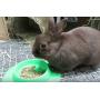 STAYbowl Tip-Proof Bowl for Guinea Pigs and Other Small Pets - Spring Green - Large 3/4 Cup Size New