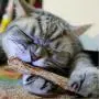 5pcs/pack Cat Toy Large Pure Natural Catnip Snacks Pet Cat Molar Toothpaste Stick Silvervine Toys for Cats Cleaning Teeth Products