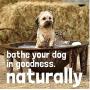 WashBar Natural Dog Shampoo Bar - Natural Bar Soap and Dog Shampoo For Allergies and Itching and Sensitive Skin, Easier to Use Than Liquid Shampoo With No Plastic Bottle Waste, 2 Pack