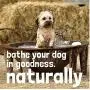 WashBar Natural Dog Shampoo Bar - Natural Bar Soap and Dog Shampoo For Allergies and Itching and Sensitive Skin, Easier to Use Than Liquid Shampoo With No Plastic Bottle Waste, 2 Pack WashBar Natural Dog Shampoo Bar - Natural Bar Soap and Dog Shampoo For Allergies and Itching and Sensitive Skin, Easier to Use Than Liquid Shampoo With No Plastic Bottle Waste, 2 Pack