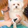 HaoDeng Dog Nail Clippers and Trimmer - with Quick Safety Guard to Avoid Over-Cutting Toenail - Grooming Razor Sharp Blades for Small Medium Large Breeds