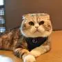 CATSPIA Lumi A Harness CATSPIA Lumi A Harness