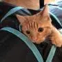 Jgfrscp Cat Toy cat Toy cat Tunnel pet Toy cat Toy Foldable Water Washable S-Type 2 Hole Cut Tunnel Long Tunnel cat Play pet Toy pet Supplies Blue Jgfrscp Cat Toy cat Toy cat Tunnel pet Toy cat Toy Foldable Water Washable S-Type 2 Hole Cut Tunnel Long Tunnel cat Play pet Toy pet Supplies Blue