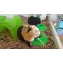STAYbowl Tip-Proof Ergonomic Pet Bowl for Guinea Pig and Other Small Pets, 1/4-Cup Small Size, Spring Green