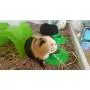STAYbowl Tip-Proof Ergonomic Pet Bowl for Guinea Pig and Other Small Pets, 1/4-Cup Small Size, Spring Green STAYbowl Tip-Proof Ergonomic Pet Bowl for Guinea Pig and Other Small Pets, 1/4-Cup Small Size, Spring Green