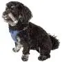 Pet Life Flam-Bowyant Mesh Reversible And Breathable Adjustable Dog Harness W/ Designer Bowtie Pet Life Flam-Bowyant Mesh Reversible And Breathable Adjustable Dog Harness W/ Designer Bowtie