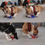 Pawesome Puzzle SpinnSlide Dog Toy
