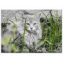Triple Blank Wall Plate Cover - Cat Feline Look Pet Kitten Gata Animals Feline