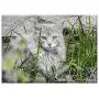 Triple Blank Wall Plate Cover - Cat Feline Look Pet Kitten Gata Animals Feline
