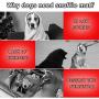Fastsun Pet Snuffle Mat for Dogs Cats Boredom, Dog Educational Sound Toys, Interactive Feed Game Toys, Encourages Natural Foraging Skills for Cats Dogs, Stress Relief, be Smarter