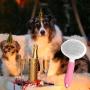Self Cleaning Slicker Brush, Cat Brush/Dog Brush for Grooming and Shedding, Pet Brush Gently Remove Long and Loose Undercoat, Mats and Tangled Hair