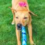 S&T INC. Natural Rubber Fetch Toy