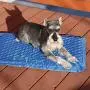 K&H PET PRODUCTS Coolin Comfort Bed - Ultra Thick Cooling Orthopedic Pet Bed K&H PET PRODUCTS Coolin Comfort Bed - Ultra Thick Cooling Orthopedic Pet Bed