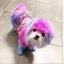 Warren London Critter Color - Temporary Pet Fur Coloring - Choose from 7 Colors - 4 Oz Jar - Made in USA