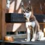 Thirteen Chefs Dog and Cat Water and Food Bowl with Ceramic Insert