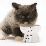 NECO ICHI Necoichi Mini Raised Cat Food Bowl, Stress Free, Backflow Prevention, Dishwasher and Microwave Safe, Made to EC & ECC European Standard