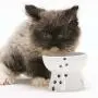 NECO ICHI Necoichi Mini Raised Cat Food Bowl, Stress Free, Backflow Prevention, Dishwasher and Microwave Safe, Made to EC & ECC European Standard NECO ICHI Necoichi Mini Raised Cat Food Bowl, Stress Free, Backflow Prevention, Dishwasher and Microwave Safe, Made to EC & ECC European Standard