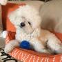 Gnawsome 2.5” Spiky Squeaker Ball Dog Toy - Small, Cleans teeth and Promotes Dental and Gum Health for Your Pet, Colors will vary