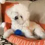 Gnawsome 2.5” Spiky Squeaker Ball Dog Toy - Small, Cleans teeth and Promotes Dental and Gum Health for Your Pet, Colors will vary