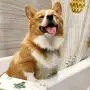 Pogis Grooming Wipes - Hypoallergenic Pet Wipes for Dogs & Cats - Plant-Based, Earth-Friendly, Deodorizing Dog Wipes Pogis Grooming Wipes - Hypoallergenic Pet Wipes for Dogs & Cats - Plant-Based, Earth-Friendly, Deodorizing Dog Wipes