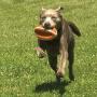 Nylabone Power Play Dog Felt Football Gripz