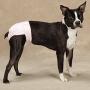 ClearQuest Wetness and Stain Protecting Dog Cover-Ups Dog Diapers, 2-Pack
