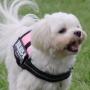 Julius-K9 IDC Harness Size Baby 2